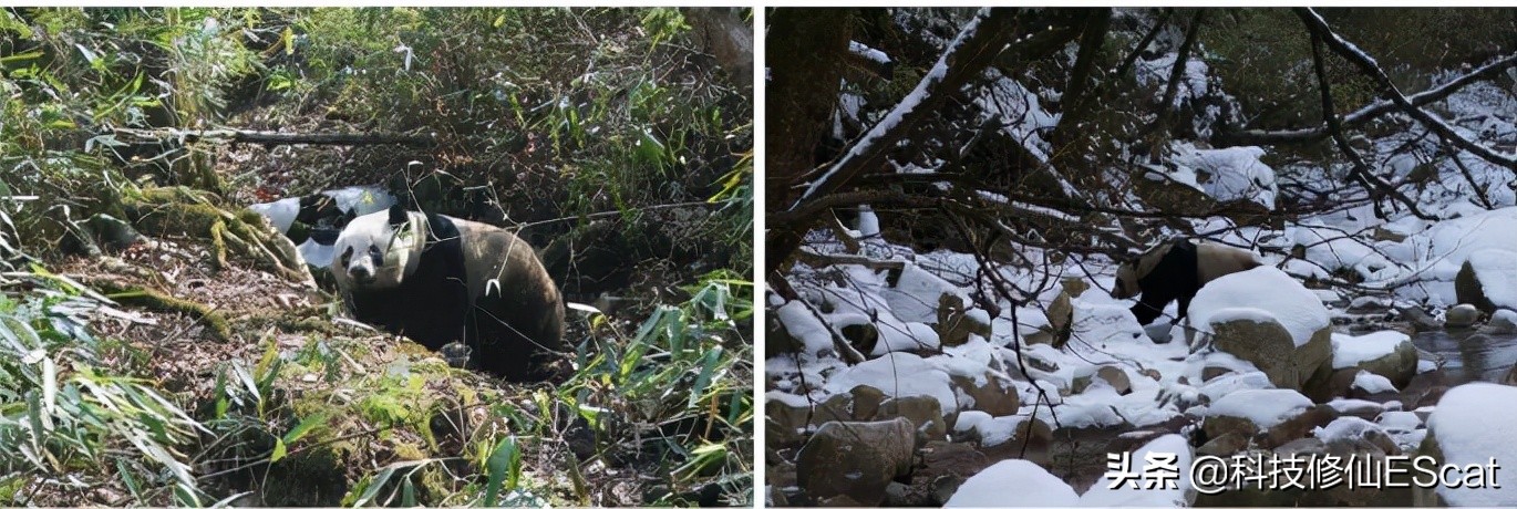 大熊猫的颜色是最独特的吗,大熊猫保护色