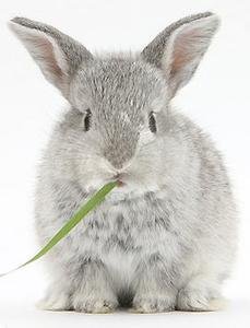 兔子种类好养排名,兔子有其它颜色吗