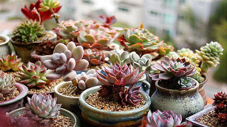 丝绸面纱多肉怎么越养越瘦,多肉越养颜色越浅