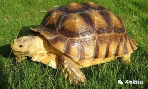 春节之前，给那些不养龟的朋友们科普一下