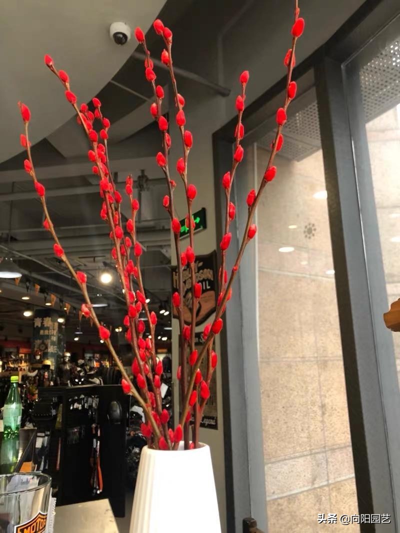 银柳和腊梅搭配插花,腊梅银柳干花