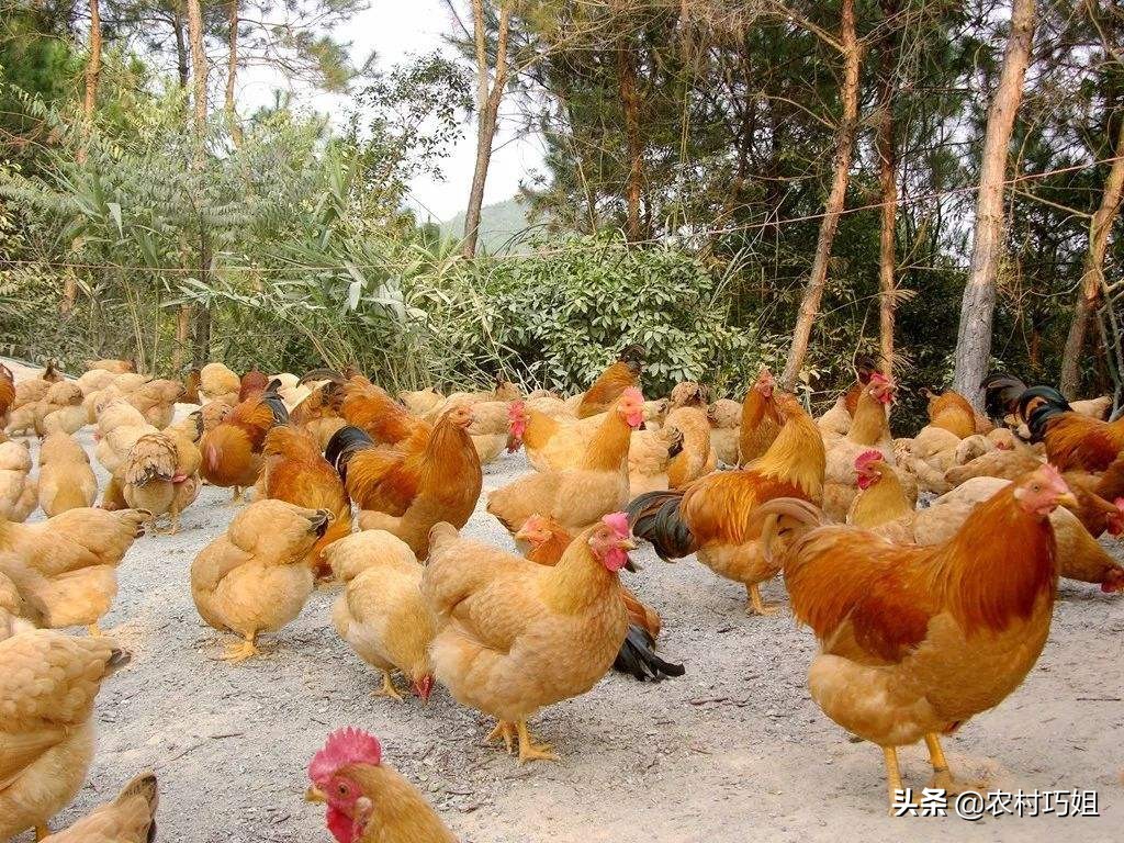 鸡相互之间啄毛是怎么回事,鸡啄毛怎么治最快最有效