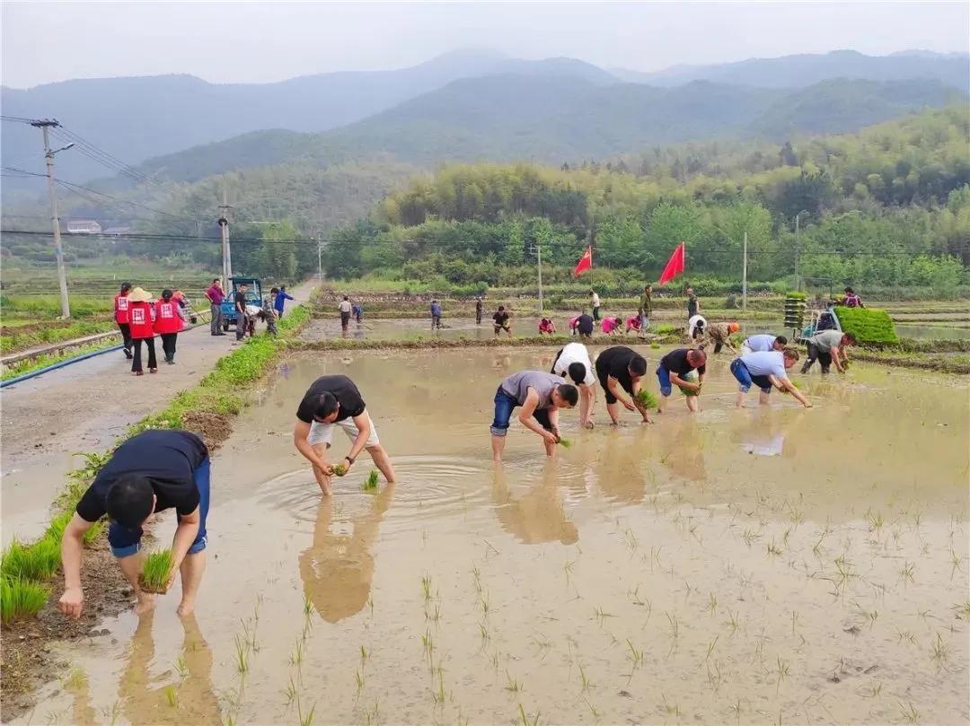 看！这是临安“雪山大米”的故事