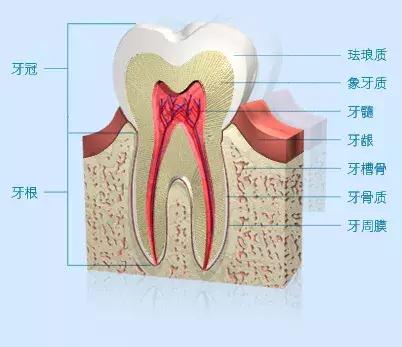 拒绝掉牙的最好方法,老掉牙的解决方法