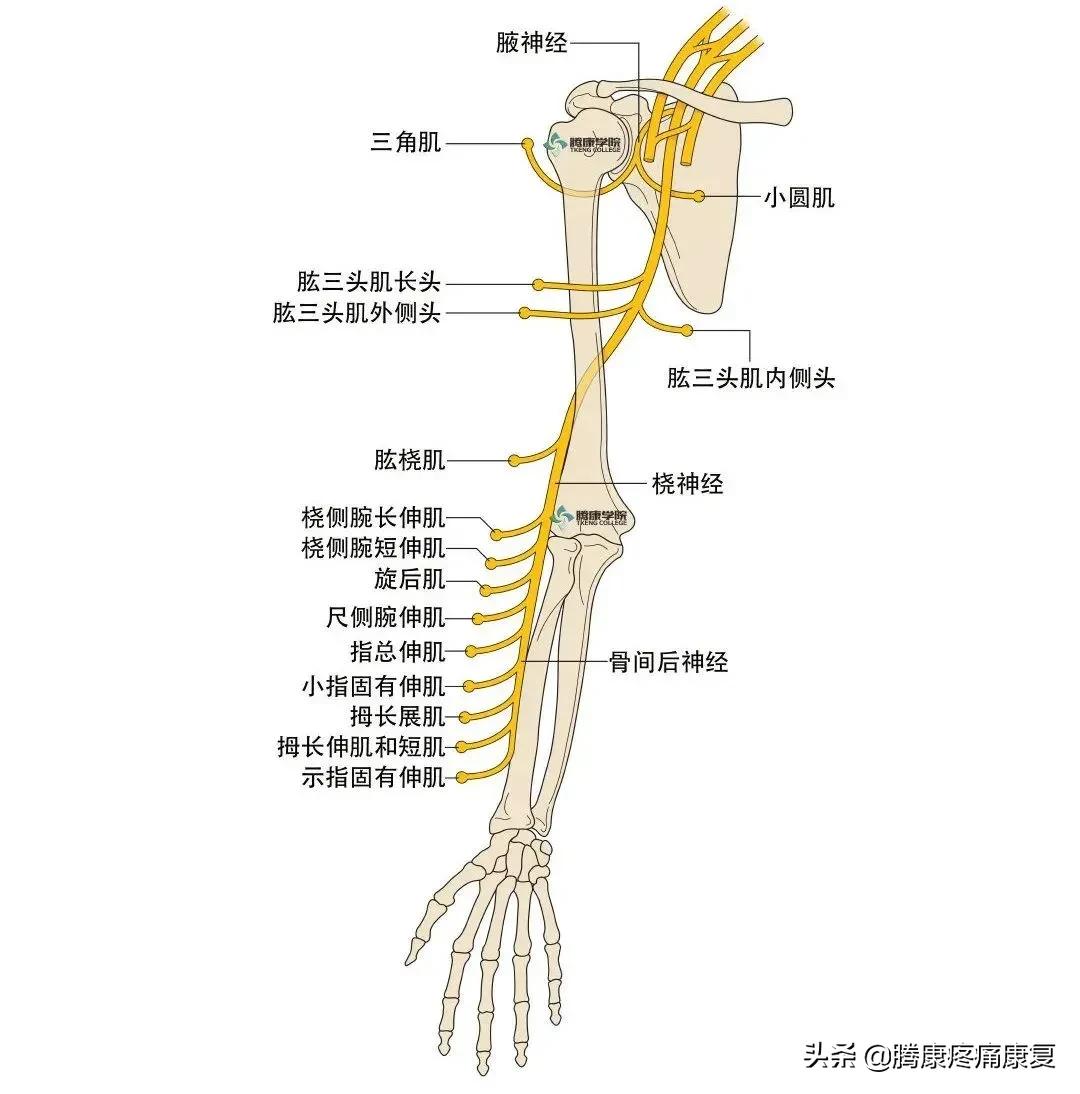 最全!脊神经系统汇总