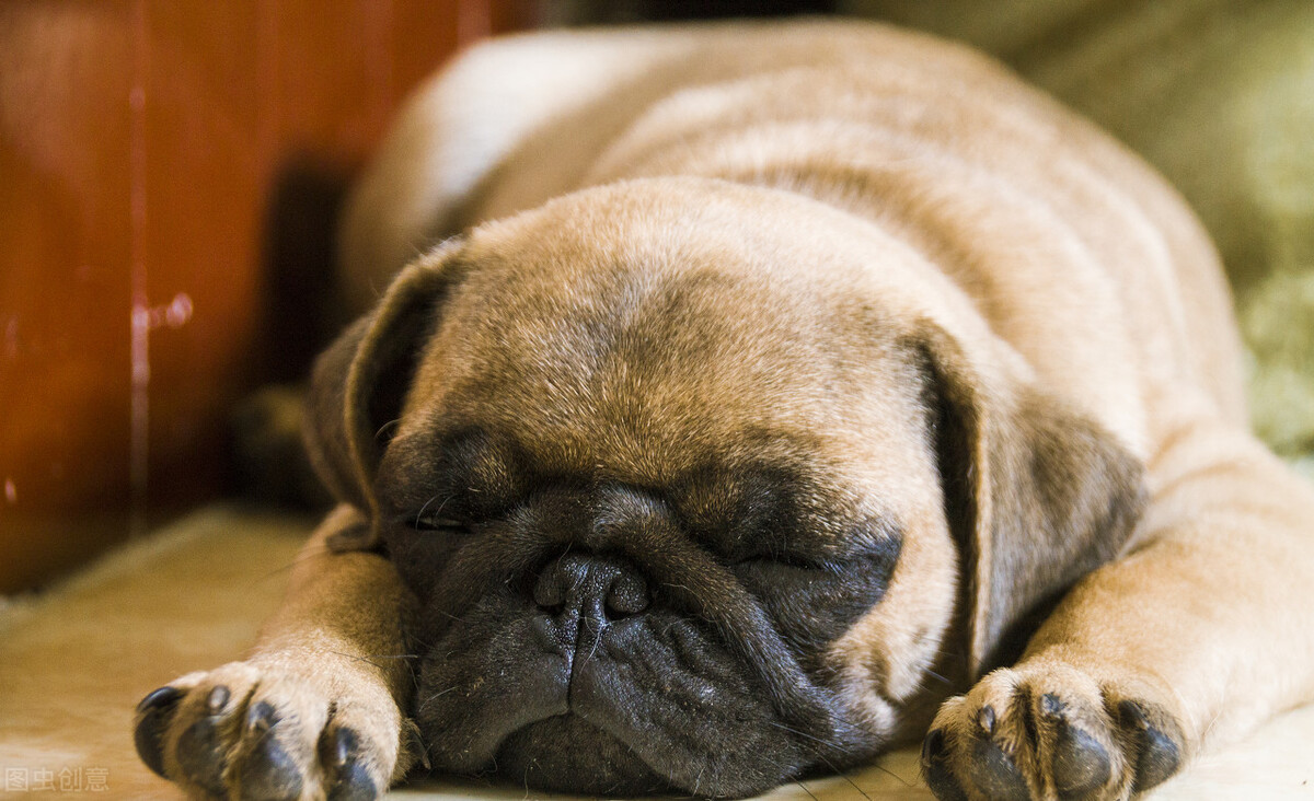 巴哥犬好养吗养巴哥犬的注意事项,八哥犬和巴哥犬有什么区别呢