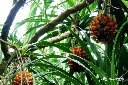 莲花和滴血莲花的区别,滴血莲花和莲花菩提区别