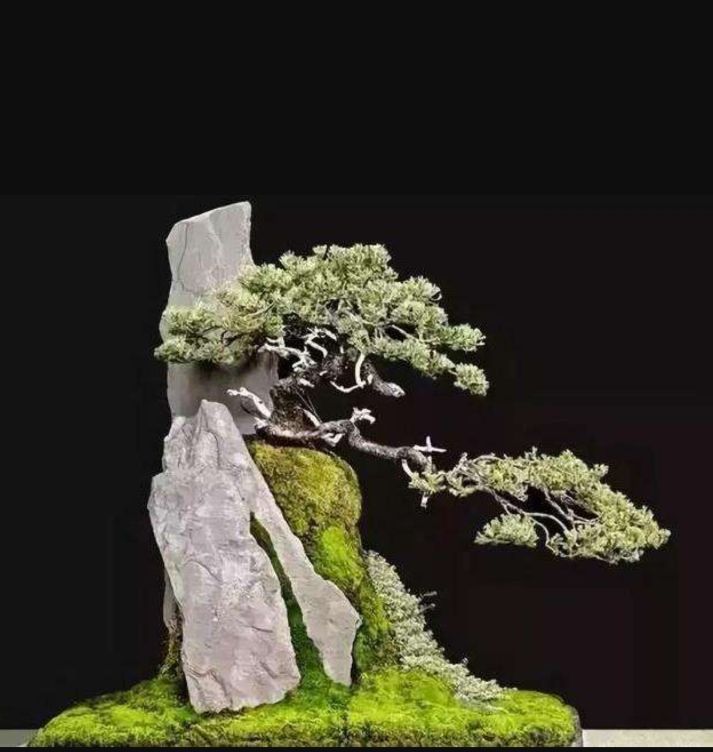 适合做附石盆景的植物,附石盆景如何固定石头