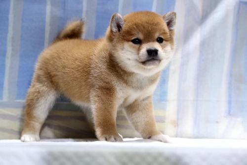 狗狗绦虫用什么驱虫药,狗狗什么驱虫药比较好