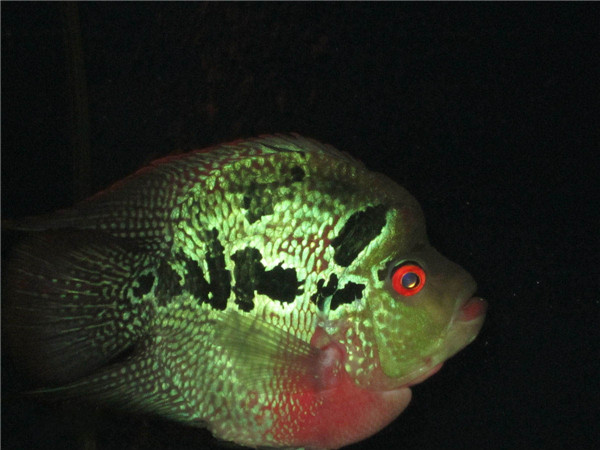红鹦鹉鱼种类,红白鹦鹉鱼种类