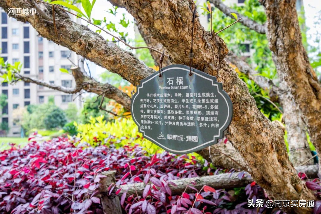 河西中新豪宅全景图,河西中心豪宅内部图片