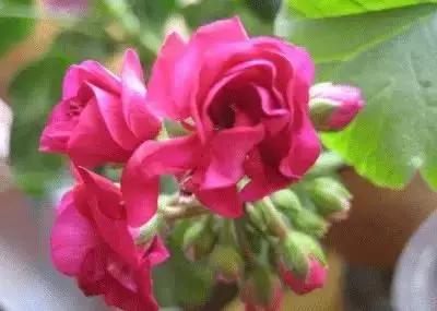 拍摄花的花语,100种摄影基础美学