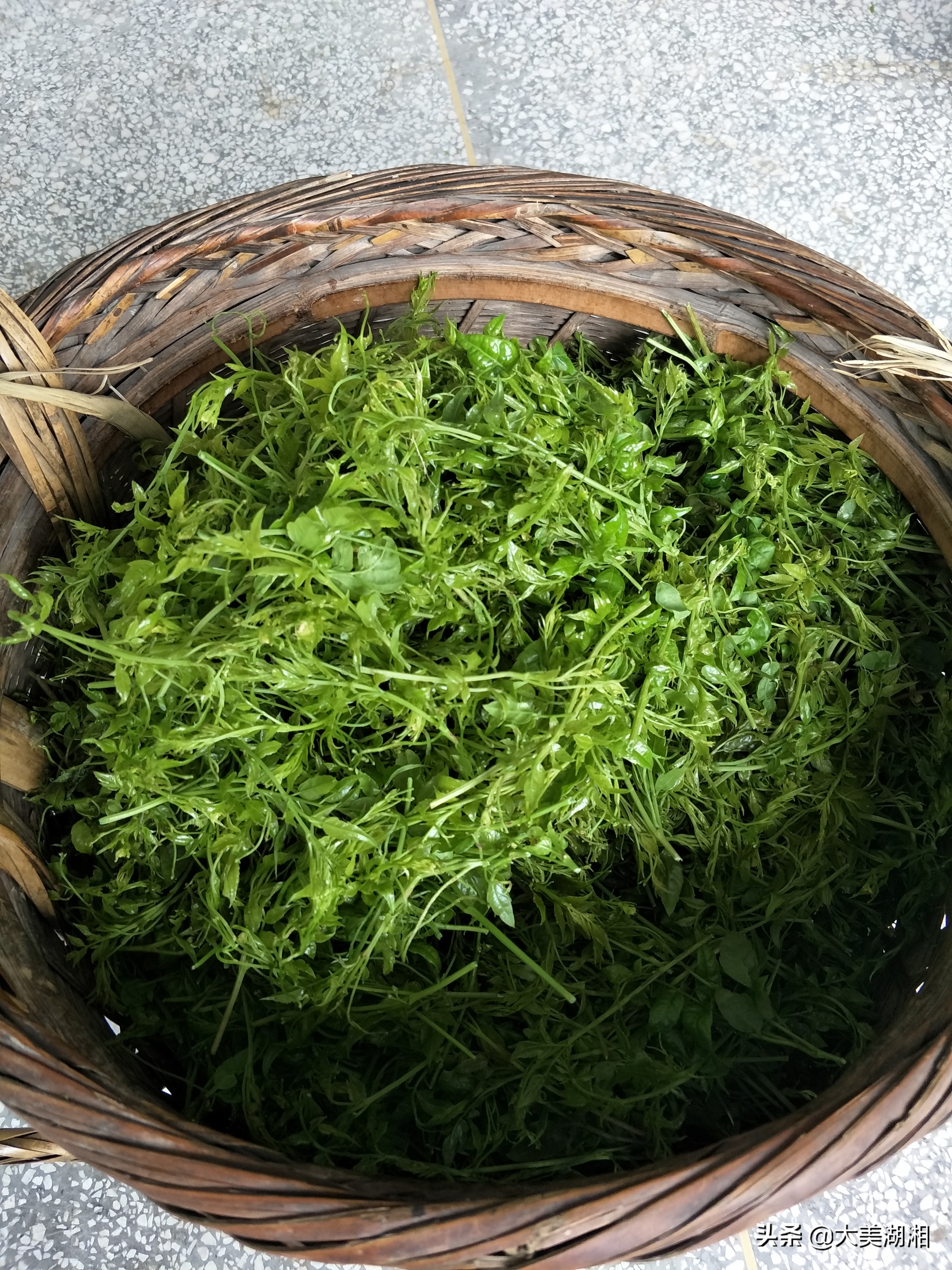 张家界莓茶产销数据,关于张家界莓茶产业发展