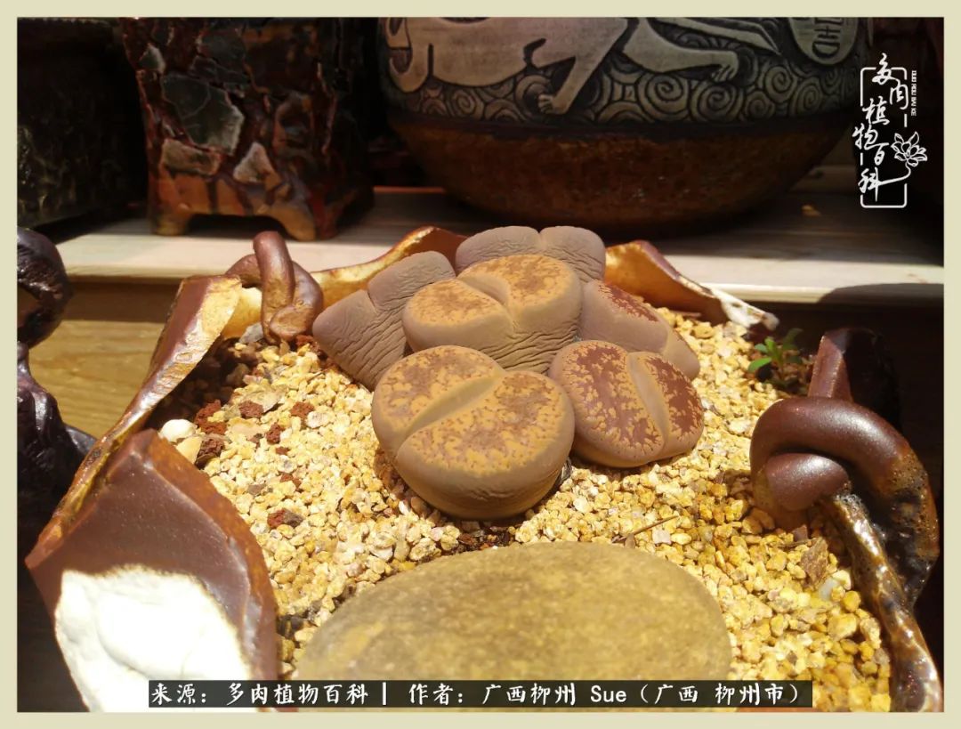 艳阳高照凉爽贵州,我要勤快地捕捉美好!(二)