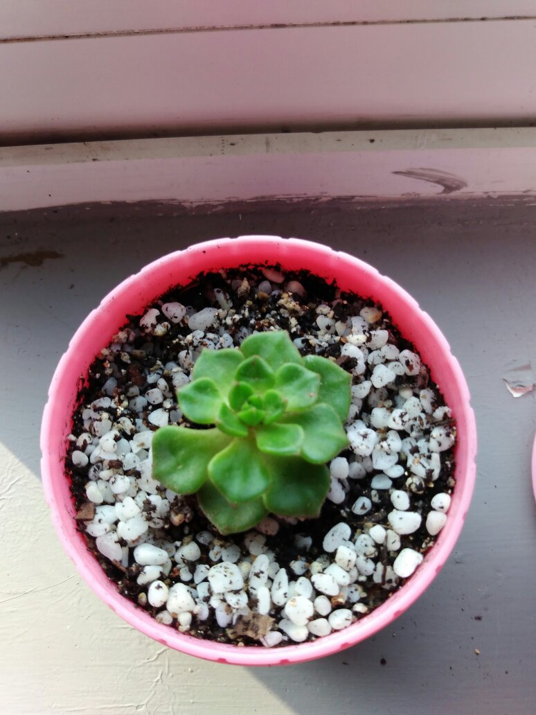 蒂亚多肉植物怎么养,多肉蒂亚小苗怎么养好