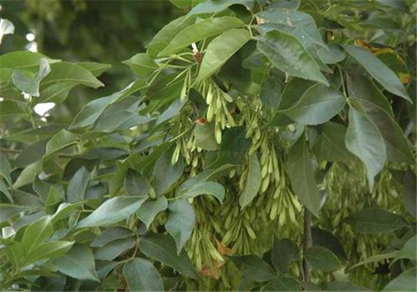 白蜡栽培方法,白蜡树栽培技术