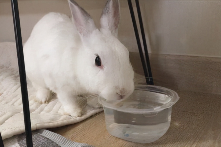 兔子受伤破皮怎么办,兔子脚脱皮受伤了怎么办