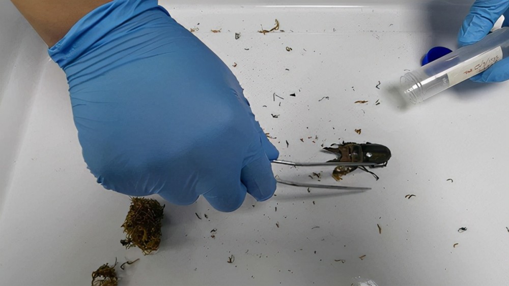 黄金鬼锹甲有多可怕,黄金鬼锹形虫危害