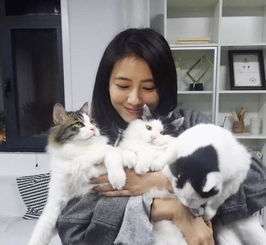 猫咪百合花粉中毒后怎么救,猫咪误食百合的症状