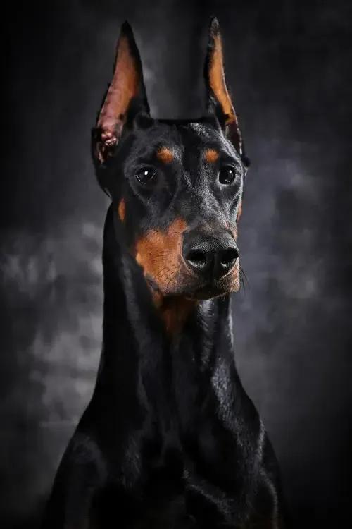 世界各国大型猛犬排名,世界各国猛犬排名