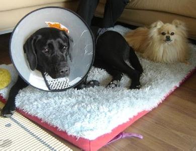 狗狗的这些动作可要注意了,狗狗这几个动作代表着什么