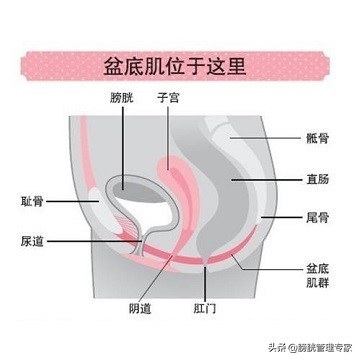 产后会尿失禁吗,产后尿失禁为什么