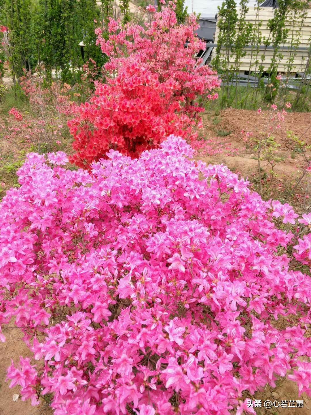 这里山景独美,这里怪石嶙峋