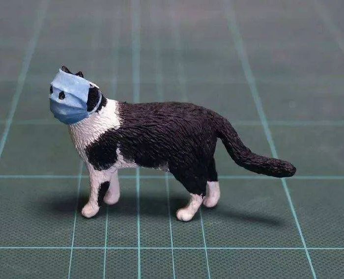 养了猫后会越来越讨厌猫吗,对猫毛狗毛过敏可以养什么宠物