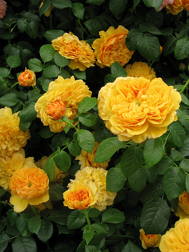 99棵月季,最值得入手的玫瑰月季