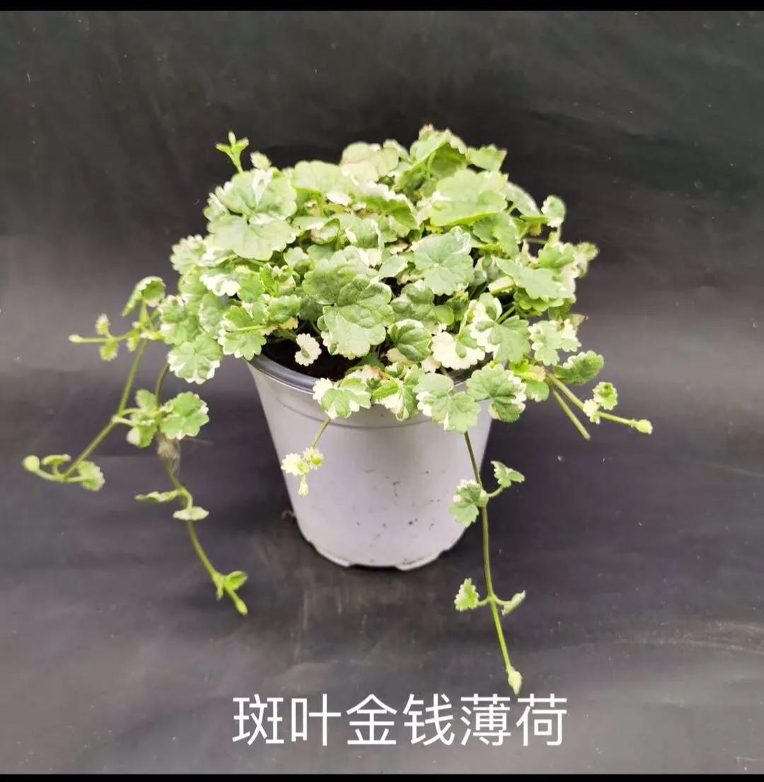 观花草本植物推荐,最具观赏性的观叶植物