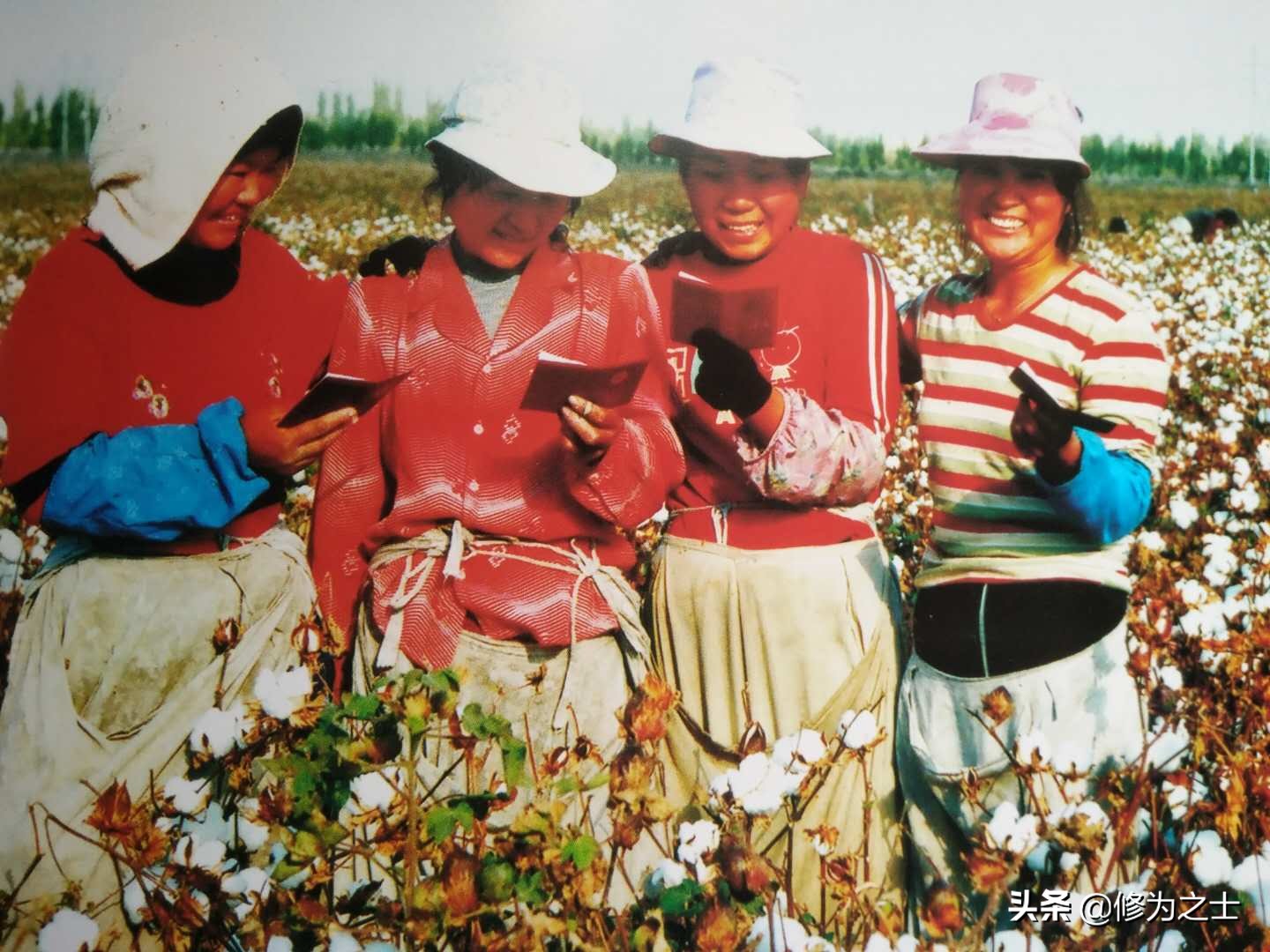 棉花地里种植什么赚钱,种植棉花有哪些经济效益