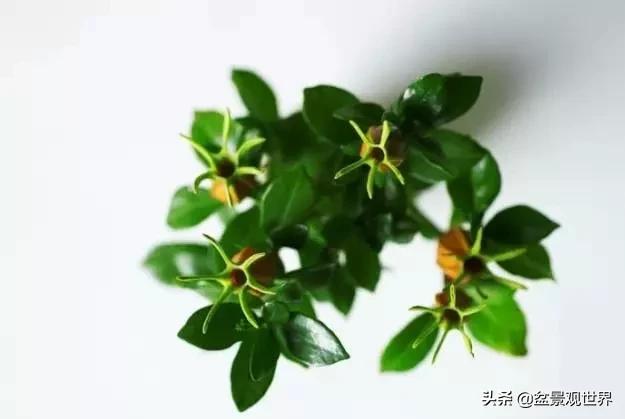 栀子花盆景叶子变黄,栀子花盆景黑叶怎么补救