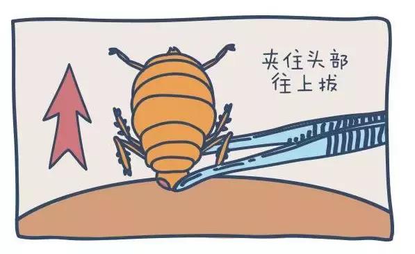 小小蜱虫危害大这些事项需注意,带宝宝外出怎么防草蜱虫