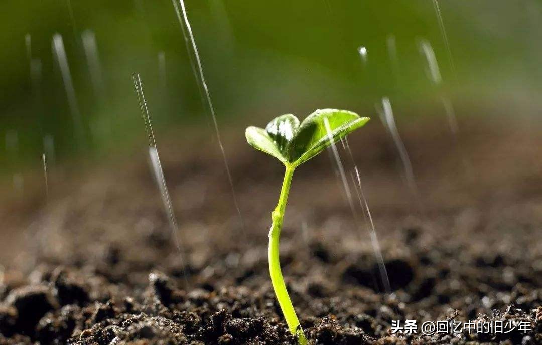 忍为什么是一把刀和一颗心,为什么忍字底下有个心