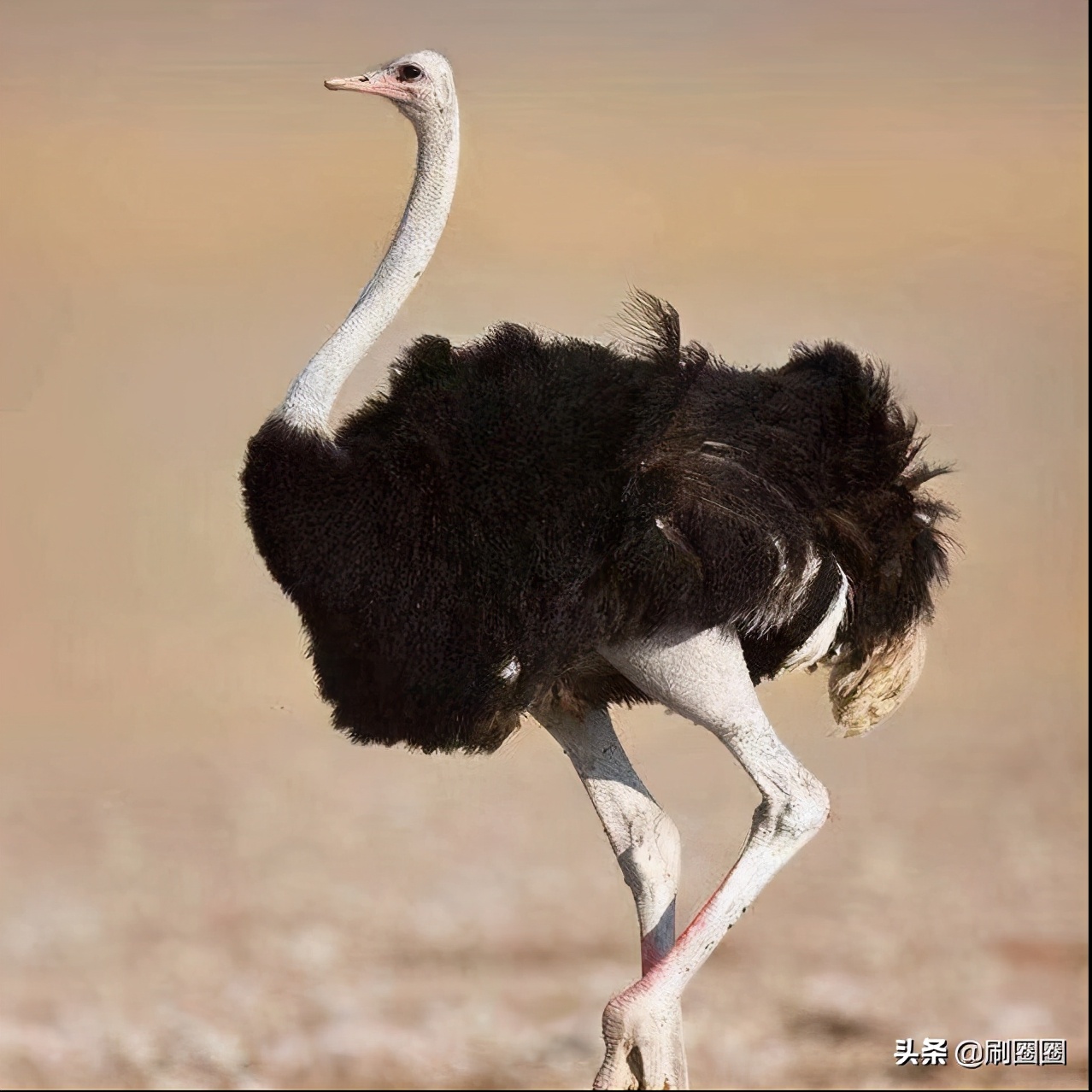 第五单元说明文作文500字五年级,五年级第五单元说明文作文范文