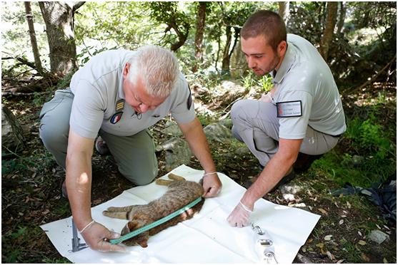 猫狸可不是狸猫换太子中的猫,它可能是一种新物种