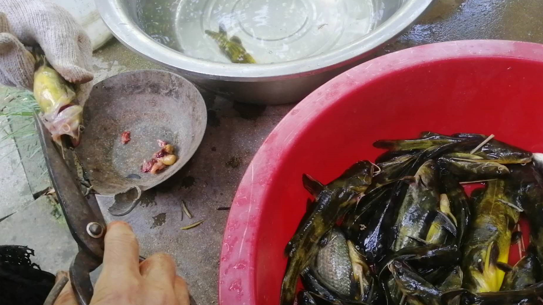 农村老爸用蚯蚓钓了一堆黄颡鱼，看他如何快速去除昂刺鱼土腥味？