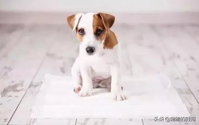 狗狗为什么放出笼子就乱拉乱尿,狗狗乱尿怎么办