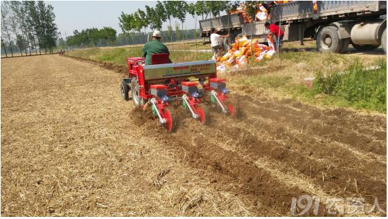 玉米花生种植高产技术,玉米高产高效种植技术