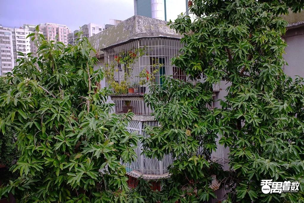 在番禺，住在康乐园的人最幸福！