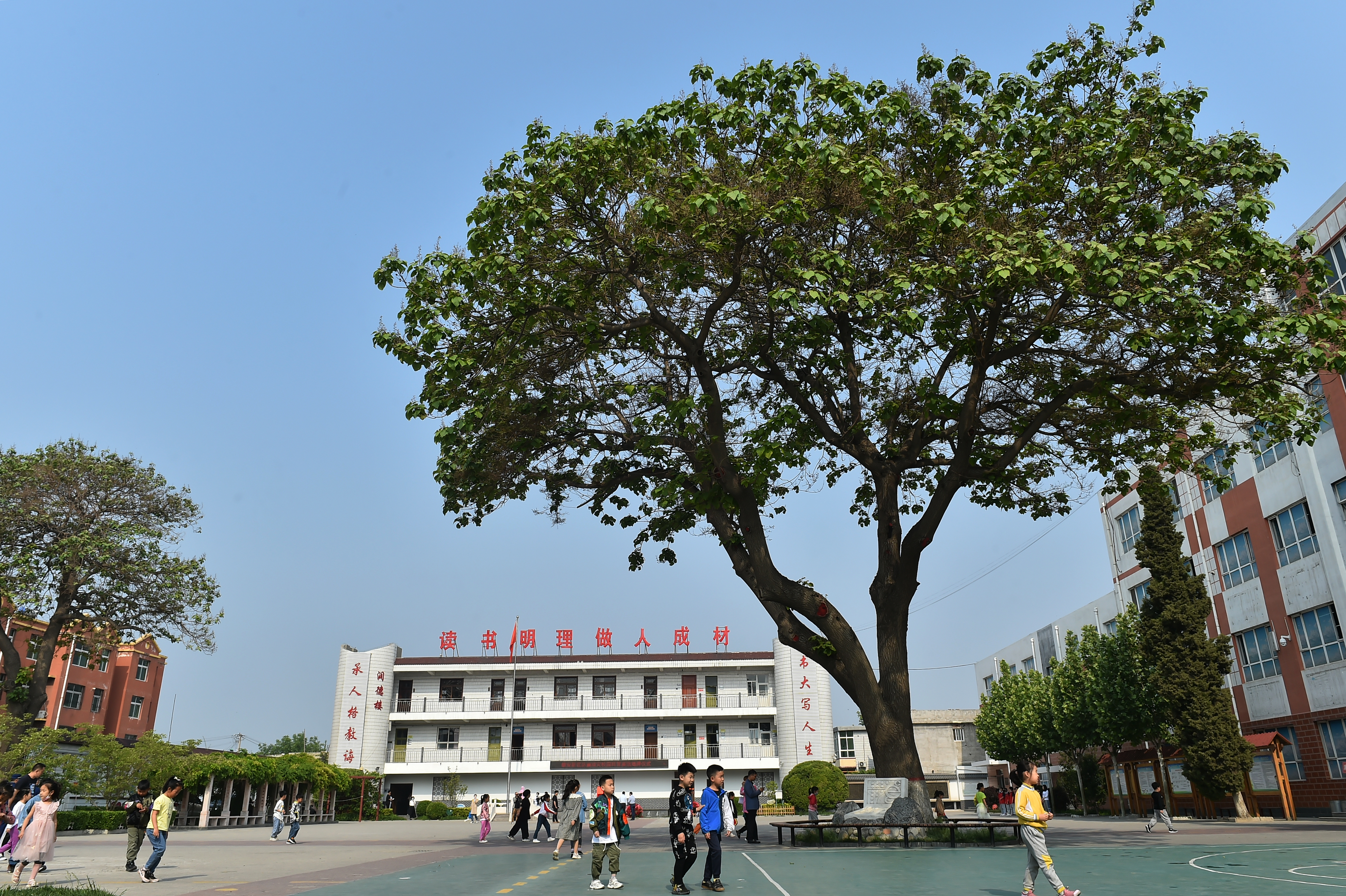 安新第二小学,绿树成荫倪邱中学校园