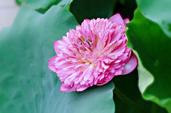 荷花品种大全及名称图片,荷花品种及名称大全图片