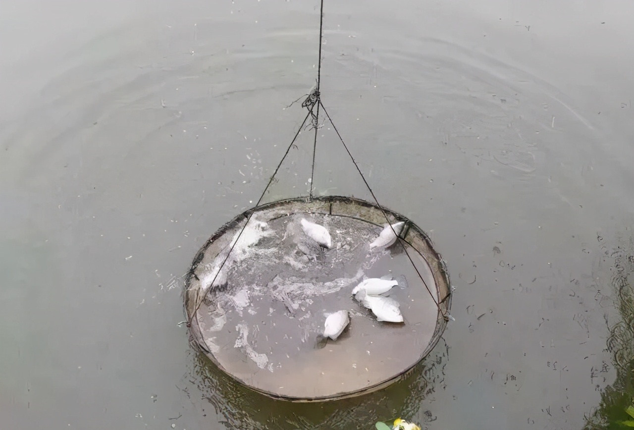 鱼虾混养什么虾比较好,鱼虾混养最新养殖技术