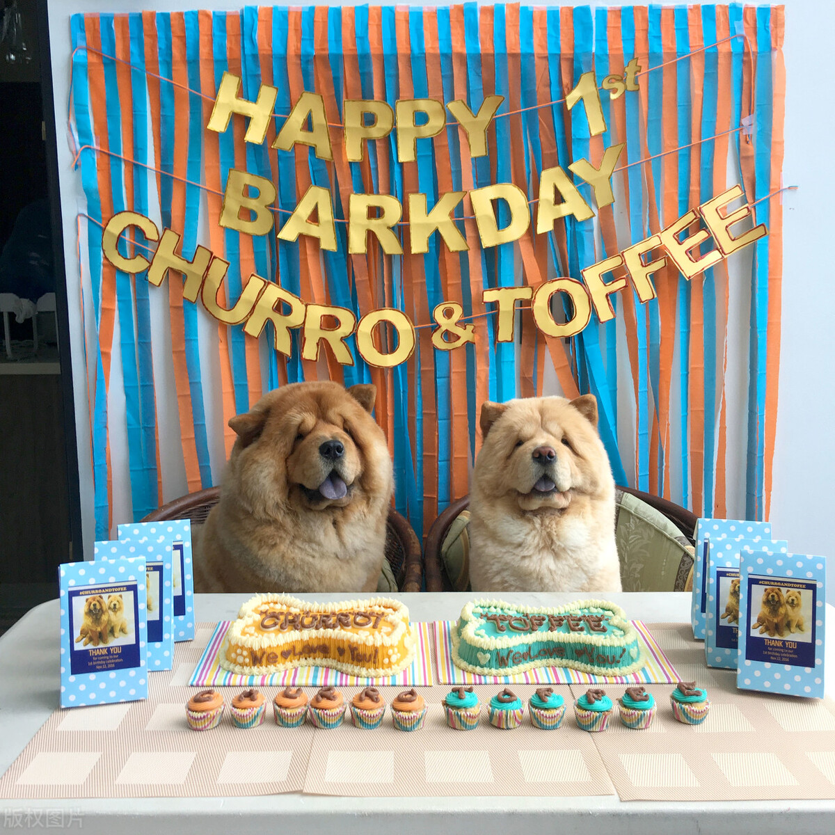 生活中松狮犬的养护须知是什么,松狮犬该怎么养这篇文章为你解读