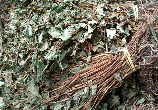 野生水塘的附近会有污染吗,农村水沟常见的野生鱼