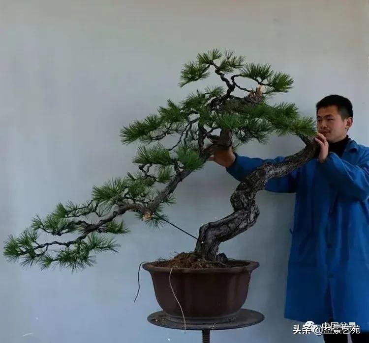 陈迪寅赤松盆景制作视频,陈迪寅作品