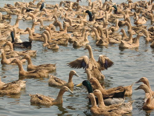 鸭肉最适合什么季节吃呢,夏季鸭肉怎么吃最好吃
