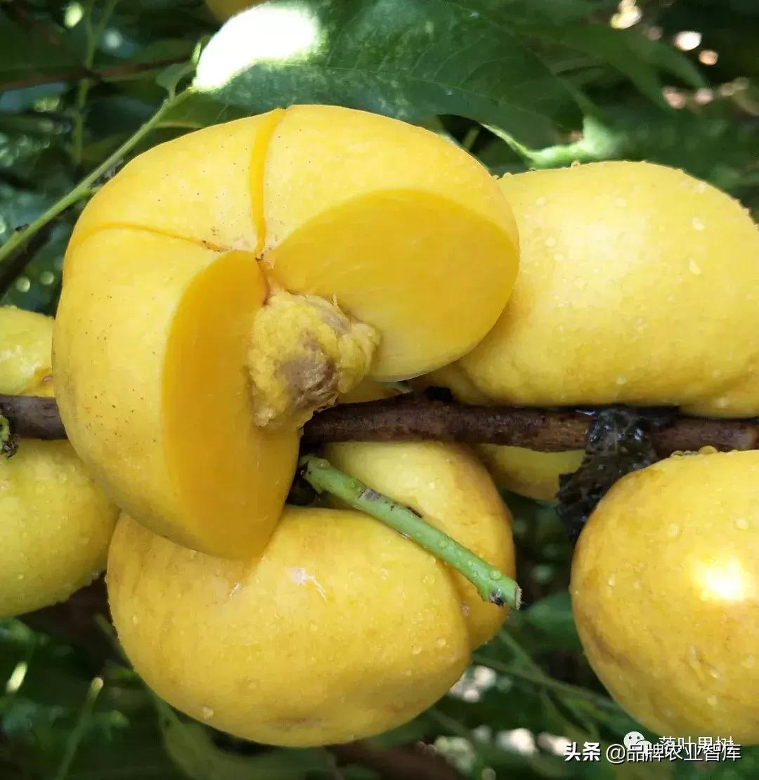 黄蟠桃和黄油蟠桃哪个更好,黄油蟠桃2019