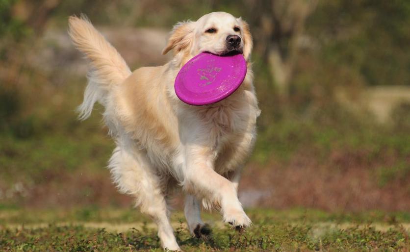 狗狗推荐的玩具有哪些,推荐的狗狗玩具有哪些