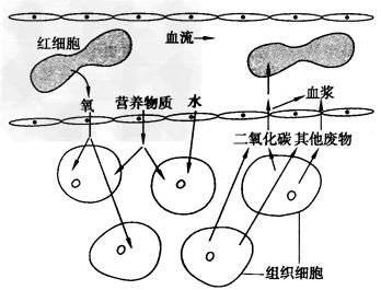 你知道肥胖也分类型吗,心源性水肿和肾性水肿的区别